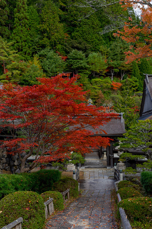 2021紅葉輝く高野山　金剛峯寺紅葉めぐり（後編）_f0155048_12092477.jpg