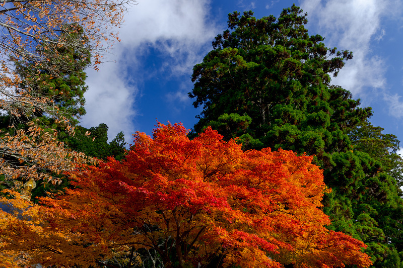 2021紅葉輝く高野山　金剛峯寺紅葉めぐり（後編）_f0155048_12092755.jpg