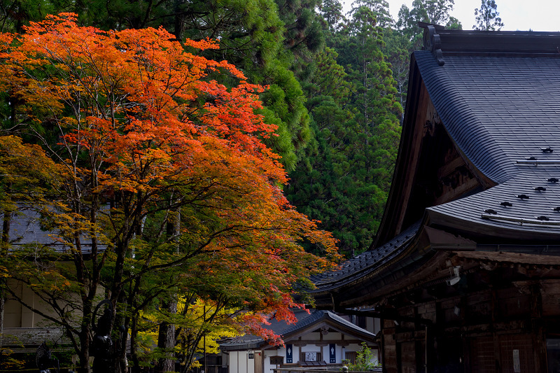 2021紅葉輝く高野山　金剛峯寺紅葉めぐり（後編）_f0155048_12093505.jpg