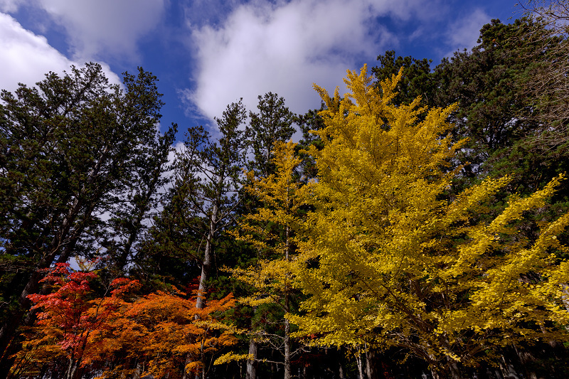 2021紅葉輝く高野山　金剛峯寺紅葉めぐり（後編）_f0155048_12093850.jpg