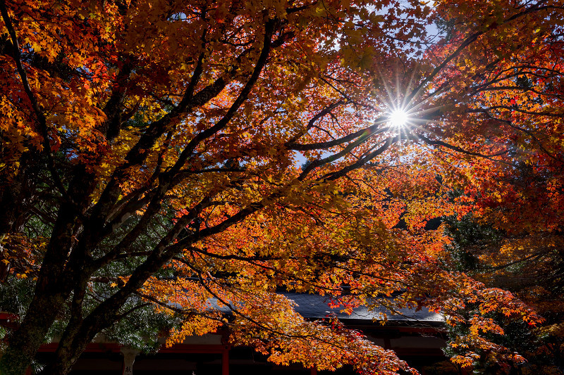2021紅葉輝く高野山　金剛峯寺紅葉めぐり（後編）_f0155048_12095272.jpg