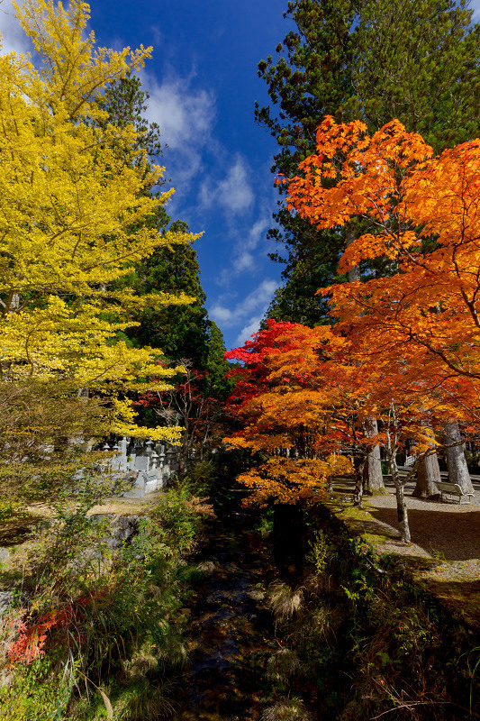 2021紅葉輝く高野山　金剛峯寺紅葉めぐり（後編）_f0155048_12095994.jpg