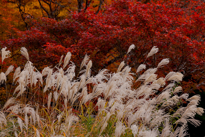 2021紅葉輝く高野山　金剛峯寺紅葉めぐり（後編）_f0155048_12100639.jpg
