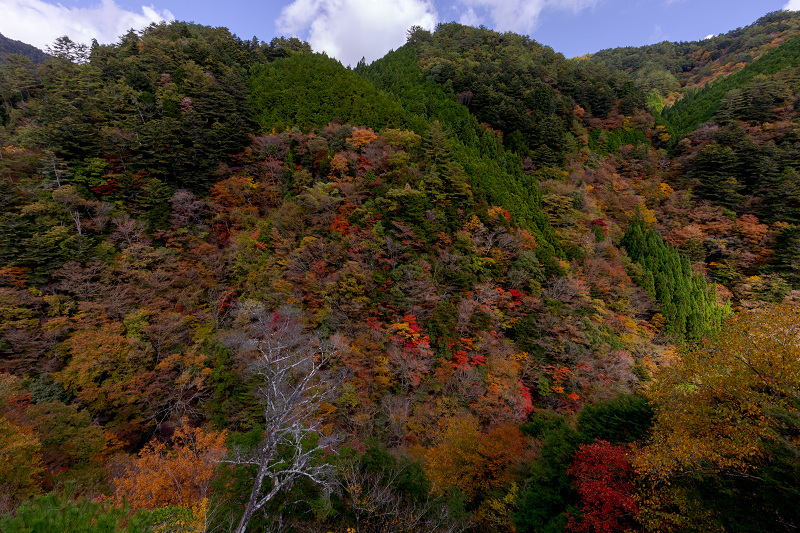 2021紅葉輝く高野山　金剛峯寺紅葉めぐり（後編）_f0155048_12103256.jpg