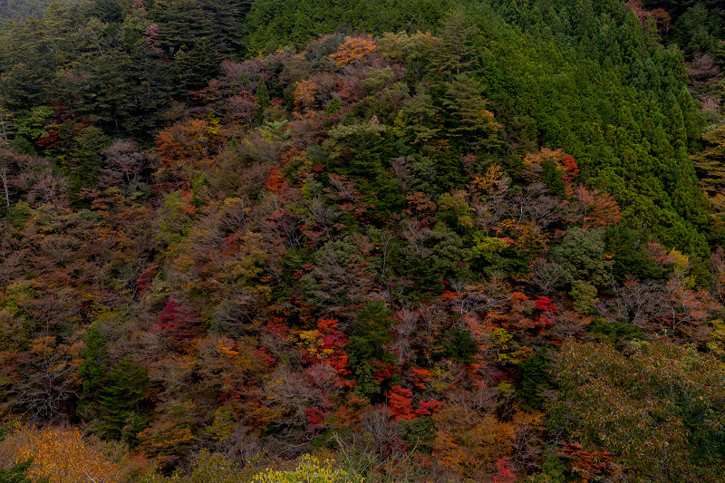 2021紅葉輝く高野山　金剛峯寺紅葉めぐり（後編）_f0155048_12104281.jpg