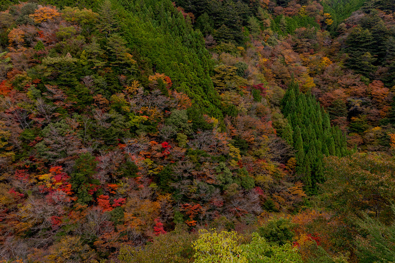 2021紅葉輝く高野山　金剛峯寺紅葉めぐり（後編）_f0155048_12105370.jpg