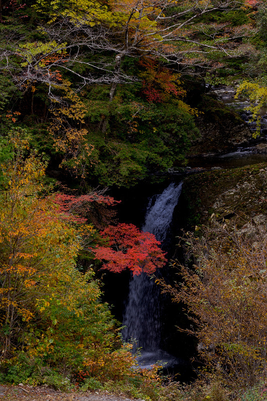 2021紅葉輝く高野山　金剛峯寺紅葉めぐり（後編）_f0155048_12244834.jpg
