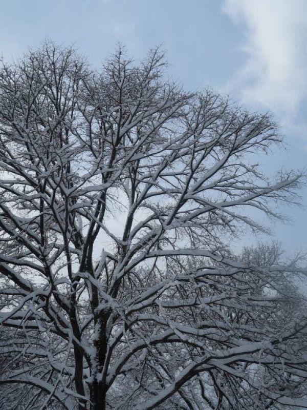 札幌の風景　2021年12月３日　雪が降りました。_f0362073_07190794.jpg