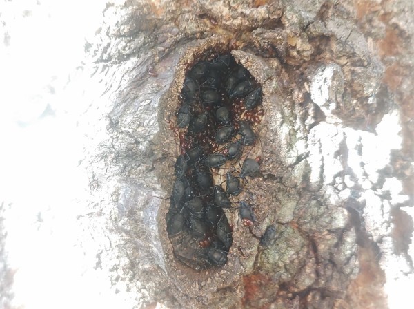 閲覧注意 クリオオアブラムシの集団越冬 水元かわせみの里水辺のふれあいルーム
