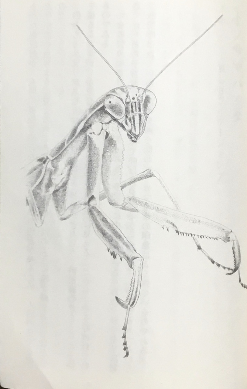 【糸瓜に蟷螂図】森白甫 2654 へちまにカマキリ 掛け軸　肉筆 鈴木優莉 絹本肉筆『皇居四季花』軸装 - 国内外の優れた伝統工芸品
