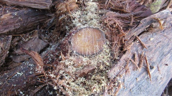 宝の山、発見。_b0219993_16472468.jpg