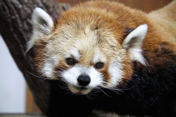 長野市茶臼山動物園の旅行記を姉妹ブログ「レッサーパンダ紀行」にアップしました_e0400609_13550412.jpg