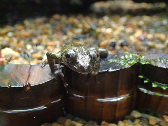 水生物館の生き物たち 日淡水槽の給餌と日本のカエルたち 井の頭自然文化園 September 続々 動物園ありマス