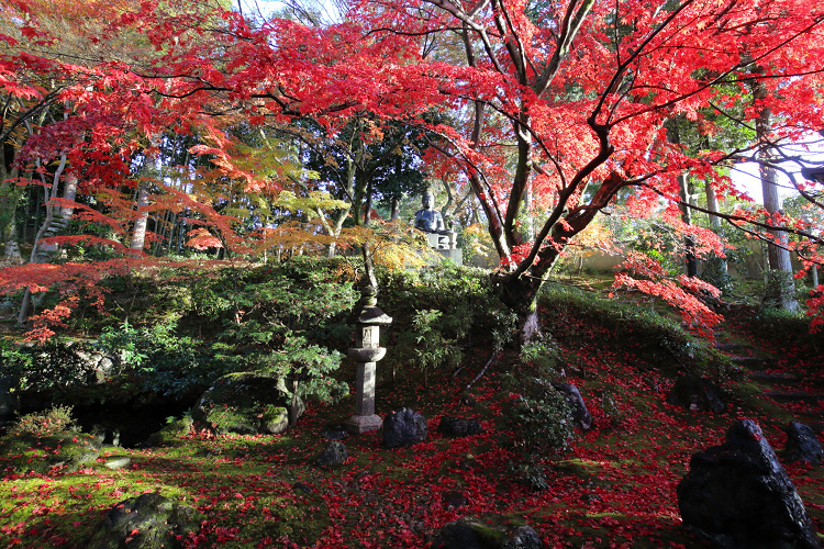 紅葉の京都21 金戒光明寺山門と栄摂院 夕暮れの貸切特別拝観 前編 memory of kyotolife 紅葉の京都21 金戒光明寺山門と栄摂院 夕暮れの貸切特別拝観 前編 memory of kyotolife