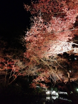 池田山公園ライトアップ_a0061057_20553091.jpg