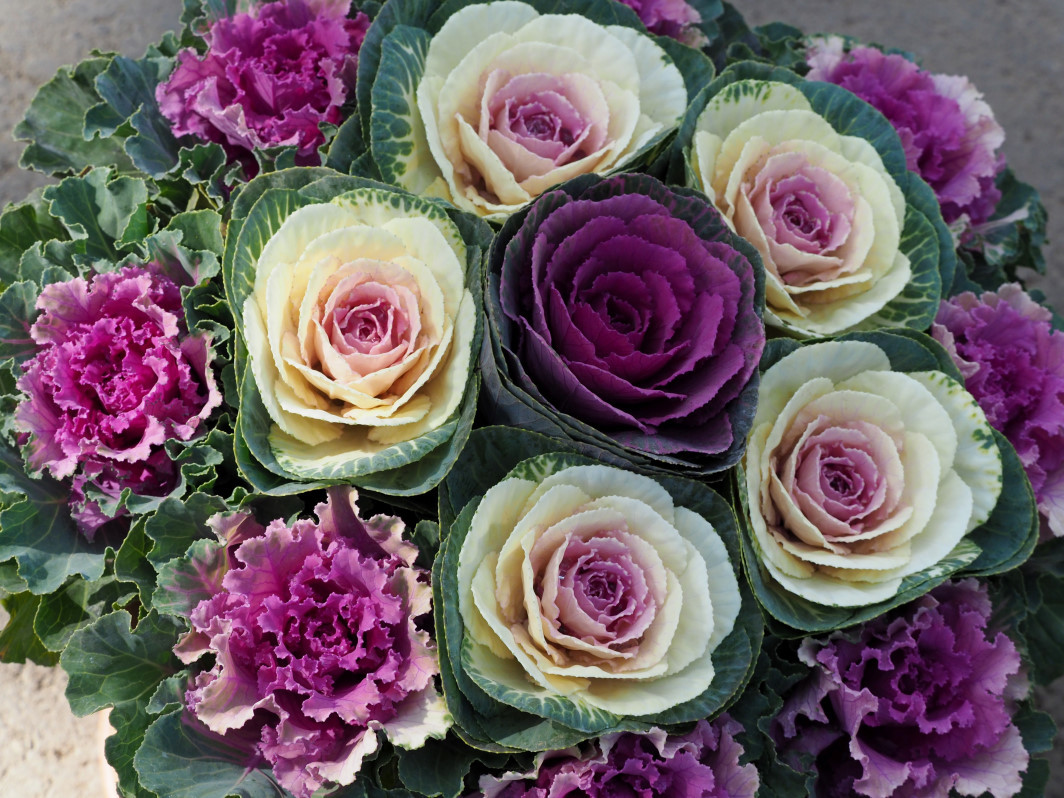 Ja花木流通センターで 売り物のお花を 星の小父さまフォトつづり