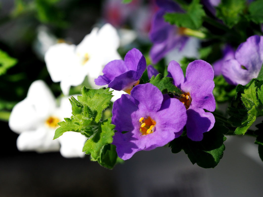 Ja花木流通センターで 売り物のお花を 星の小父さまフォトつづり