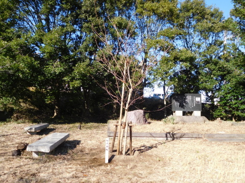 記念樹の初太郎桜復活、大利根土地改良区に感謝12・4_c0014967_18271718.jpg