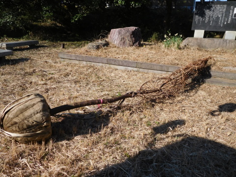 記念樹の初太郎桜復活、大利根土地改良区に感謝12・4_c0014967_18280687.jpg