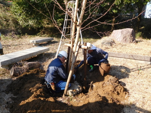 記念樹の初太郎桜復活、大利根土地改良区に感謝12・4_c0014967_18292417.jpg