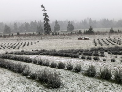 突然の雪_c0353373_22360402.jpg