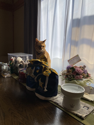 バズとはる ②_a0216583_23553450.jpeg