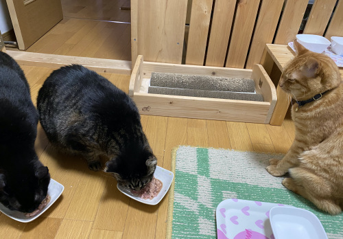 バズとはる ②_a0216583_23554538.jpeg