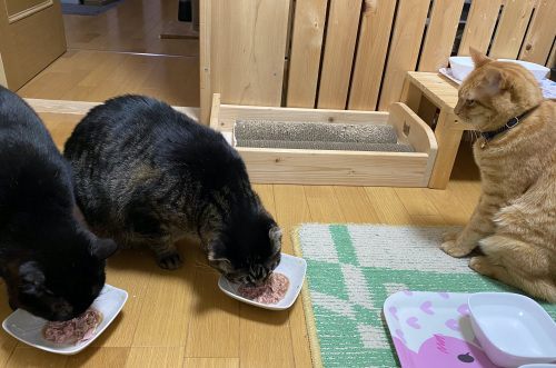 バズとはる ②_a0216583_23554978.jpeg