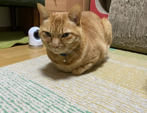バズとはる ②_a0216583_23555592.jpeg