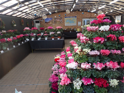 シクラメン展 初日 手柄山温室植物園ブログ 山の上から花だより