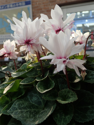 シクラメン展 初日 手柄山温室植物園ブログ 山の上から花だより