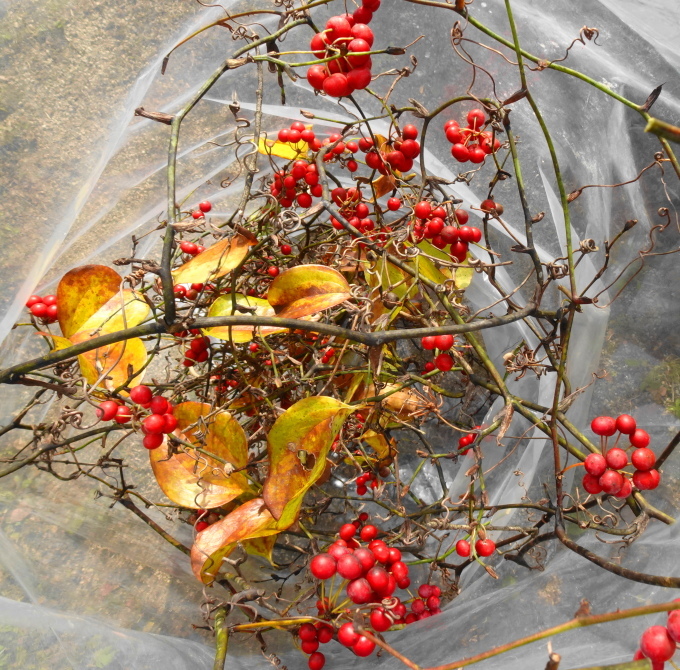 巨大根茎 (サルトリイバラ　山帰来) 山帰来 : 出雲の里山から