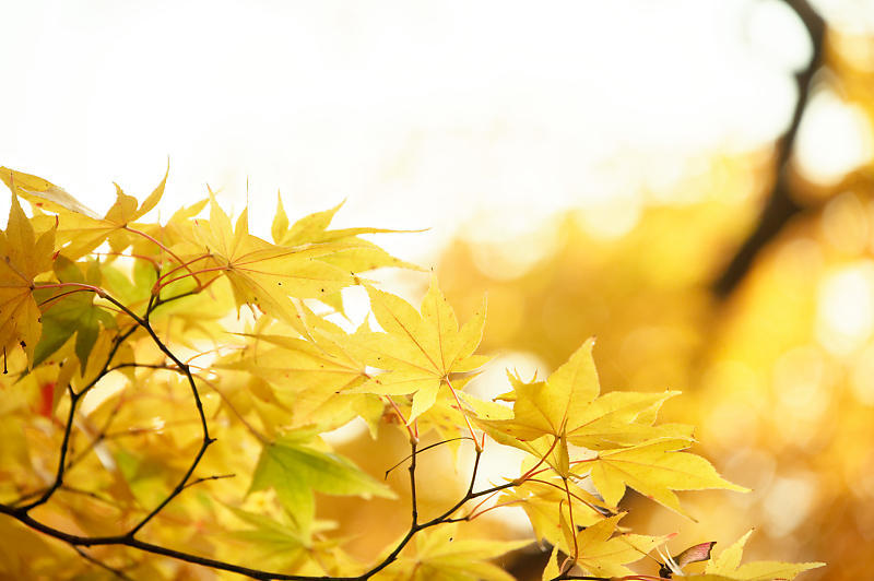 2021年京都の紅葉@洛西 善峯寺・其の一_f0032011_15242936.jpg