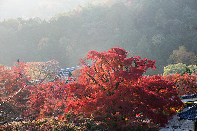 2021年京都の紅葉@洛西 善峯寺・其の一_f0032011_15243010.jpg