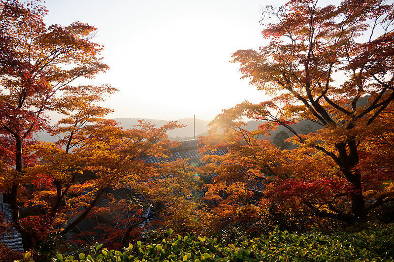 2021年京都の紅葉@洛西 善峯寺・其の一_f0032011_15243088.jpg