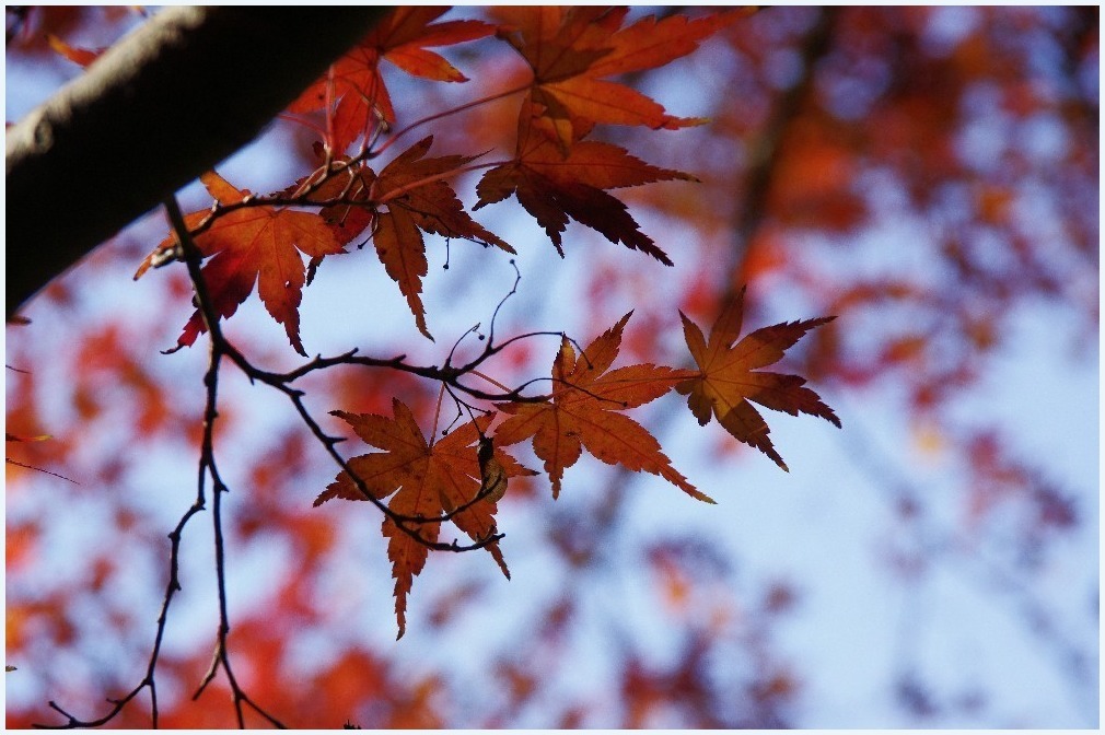 紅葉時間_c0352813_11141125.jpg
