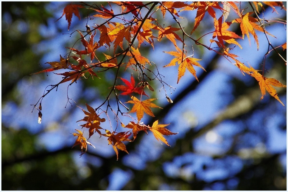 紅葉時間_c0352813_11150013.jpg