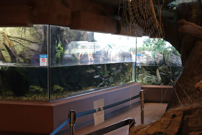 しながわ水族館 東京湾にそそぐ川 泳ぐクリオネ August 続々 動物園ありマス しながわ水族館 東京湾にそそぐ川 泳ぐクリオネ August 続々 動物園ありマス