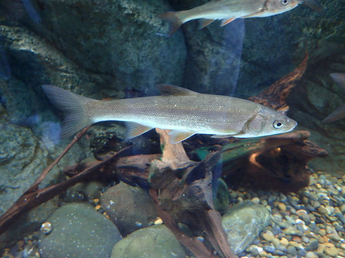 しながわ水族館 東京湾にそそぐ川 泳ぐクリオネ August 続々 動物園ありマス しながわ水族館 東京湾にそそぐ川 泳ぐクリオネ August 続々 動物園ありマス
