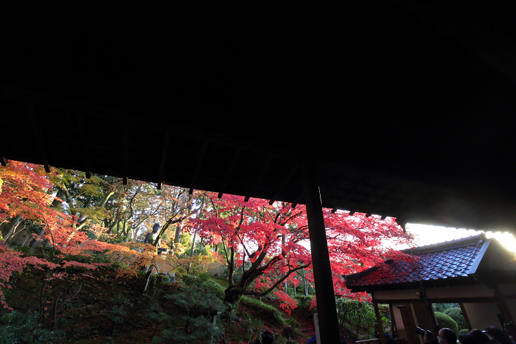 紅葉の京都21 金戒光明寺山門と栄摂院 夕暮れの貸切特別拝観 後編 memory of kyotolife 紅葉の京都21 金戒光明寺山門と栄摂院 夕暮れの貸切特別拝観 後編 memory of kyotolife