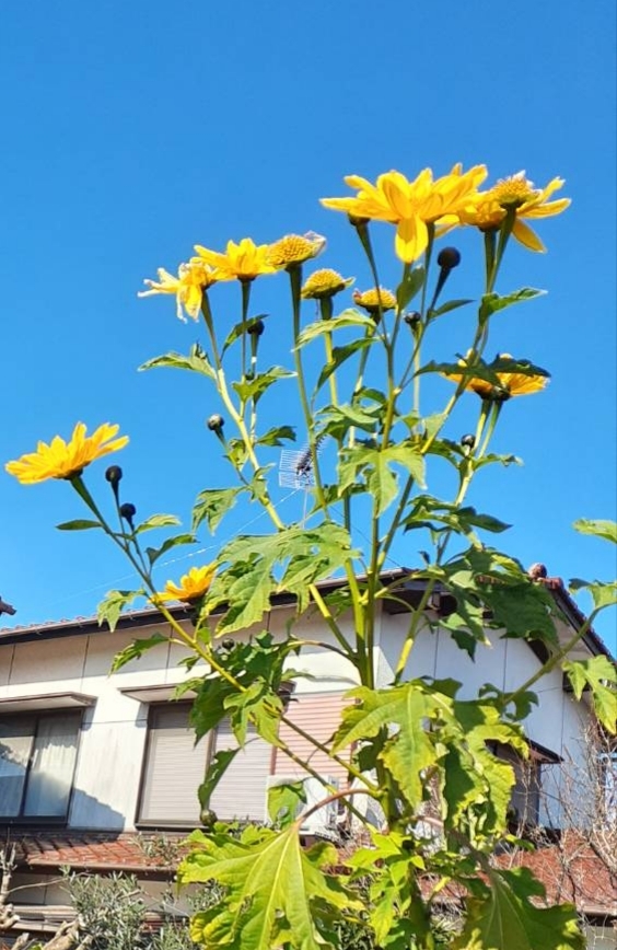 太陽たちの光 no,2***_e0290872_20431567.jpg