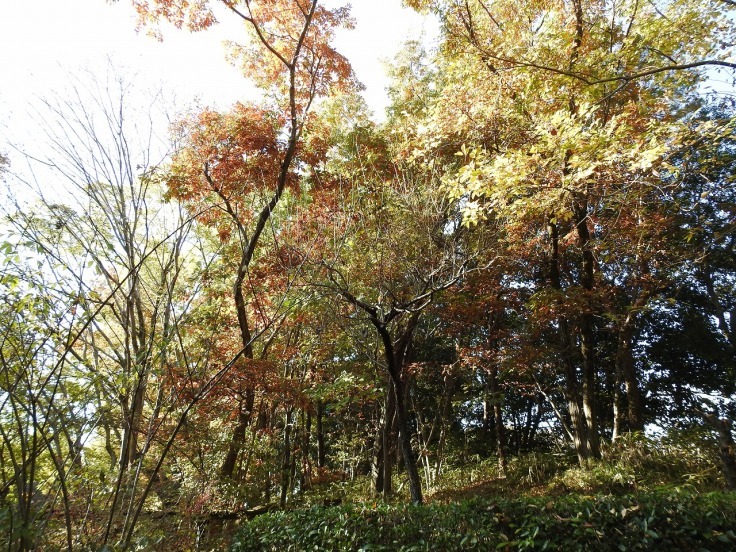 『木曽川水園の風景と木の実達～』_d0054276_20034536.jpg