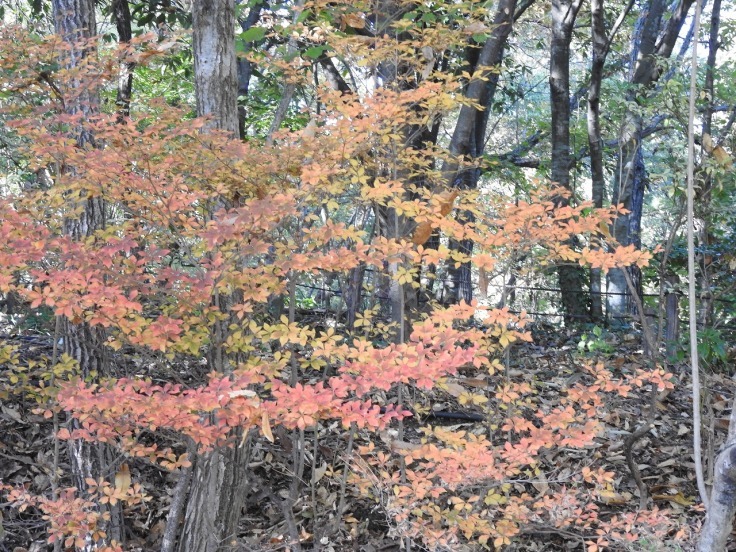 『木曽川水園の風景と木の実達～』_d0054276_20042772.jpg