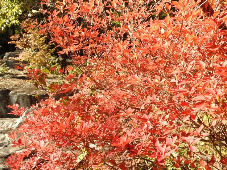 『木曽川水園の風景と木の実達～』_d0054276_20043036.jpg