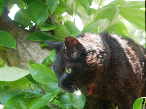 玖磨ちゃん、おはよう_f0054677_09285223.jpeg