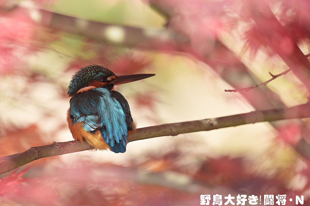 カワセミ_f0059882_05341758.jpg