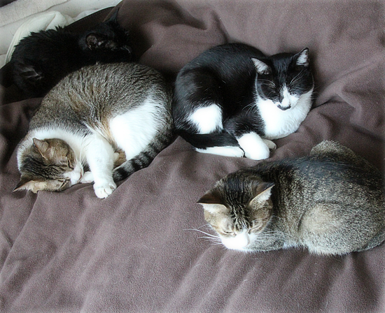 猫猫クイズ、ベッド泥棒編_a0389088_16252370.jpg