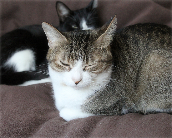 猫猫クイズ、ベッド泥棒編_a0389088_16252391.jpg