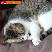 猫猫クイズ、ベッド泥棒編_a0389088_16252450.jpg