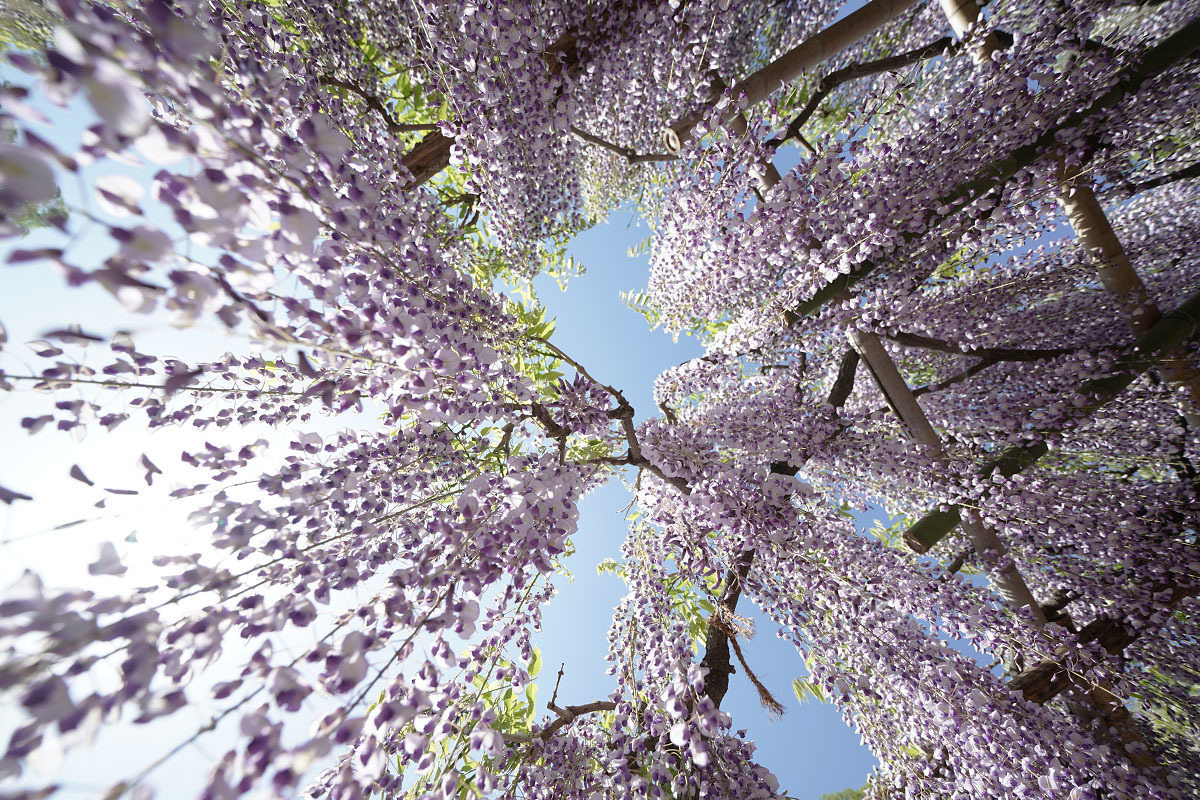 藤 -Wisteria-_b0410295_21291222.jpg